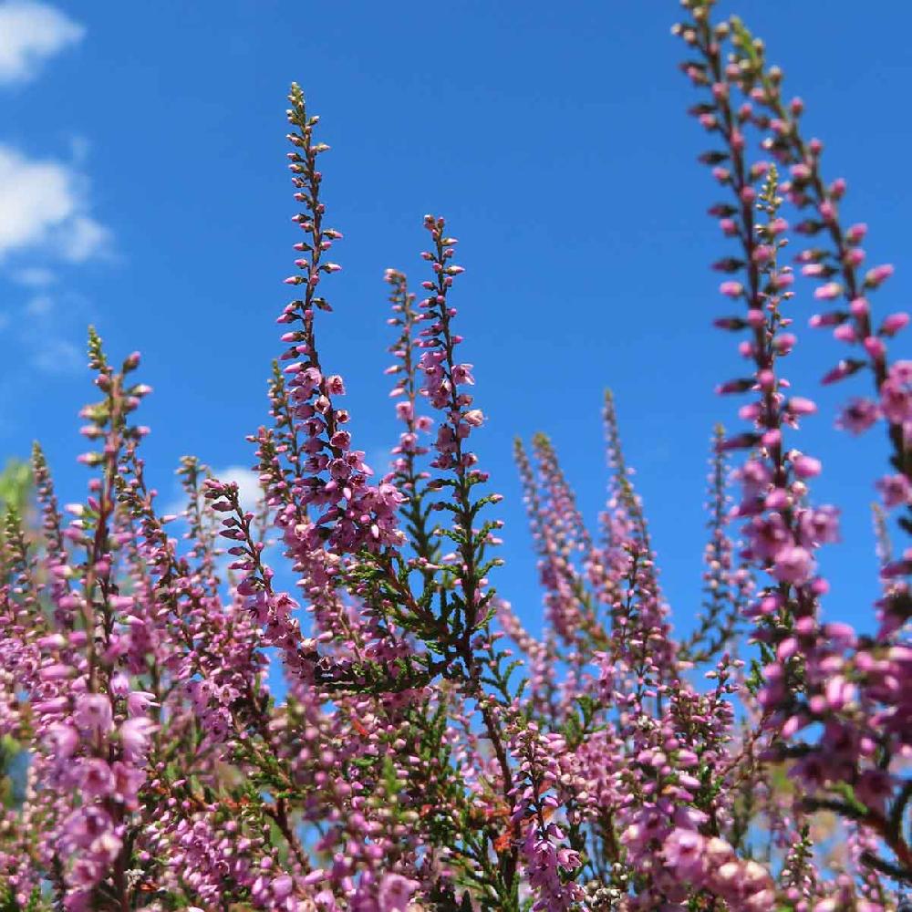 Crabtree & Evelyn Nantucket Briar Hand Cream - 75ml