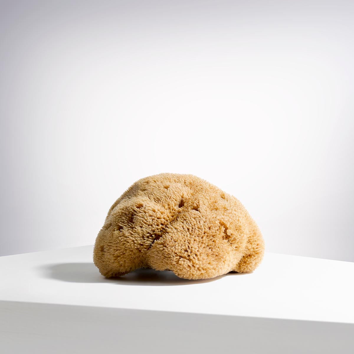 crabtree & evelyn Silk Sea Sponge