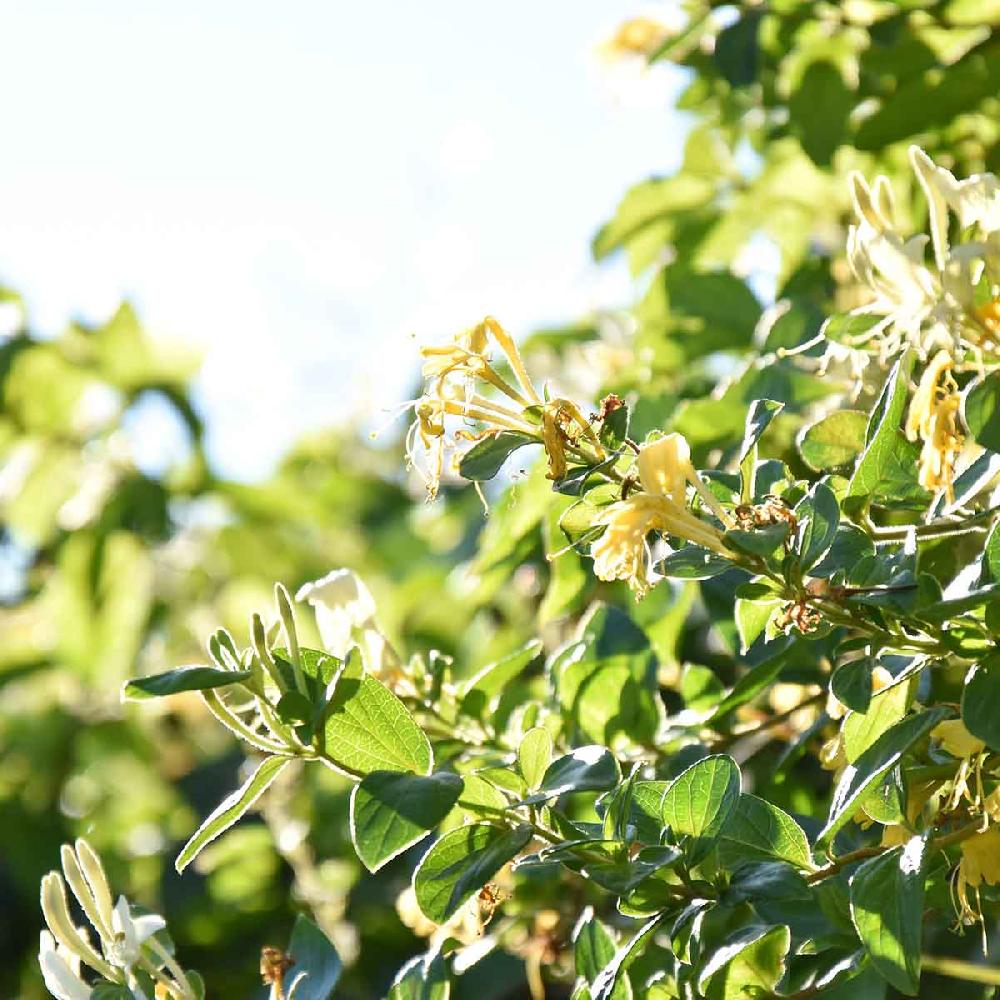 Crabtree & Evelyn Summer Hill Hand Cream - 25ml