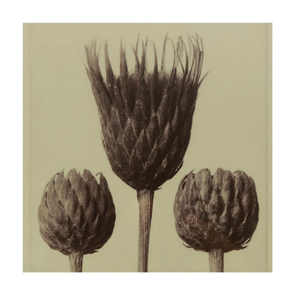 Creative Co Op Wood Framed Glass Wall Décor W/ Artichokes Black & Antique White