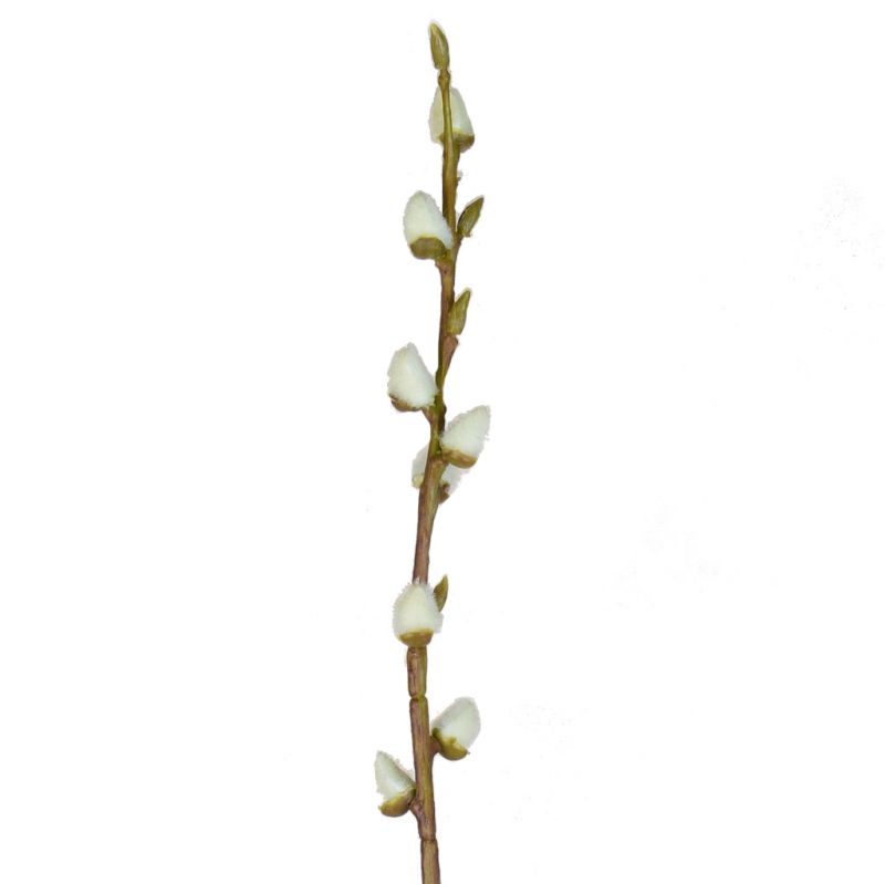 culinary concepts Faux Leaf Pussy Willow 114cm