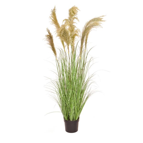 culinary concepts Faux Reed Grass in Pot - 170cm