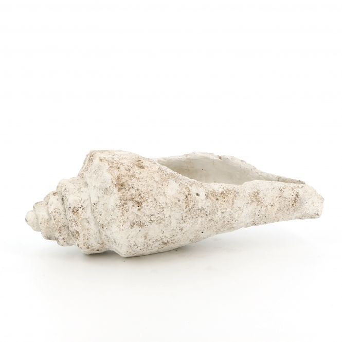 Culinary Concepts Large Conch Shell