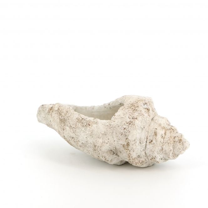 Culinary Concepts Large Conch Shell