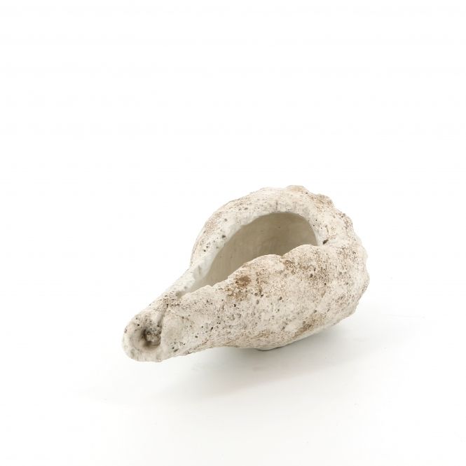 culinary concepts Large Conch Shell