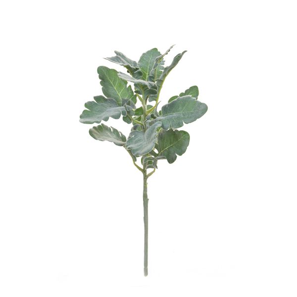 culinary concepts Faux Foliage Gingko 44cm Grey Dusty Miller