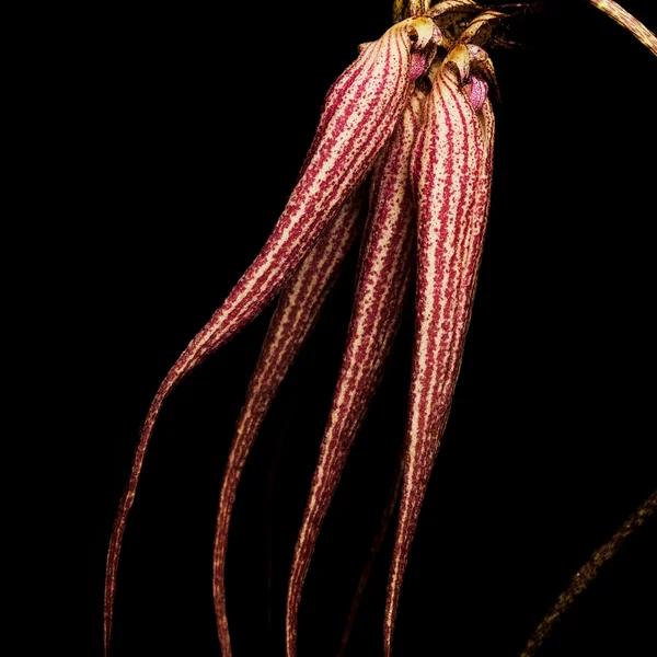 Cult BYREDO Bal D'Afrique Absolu De Parfum 50ml