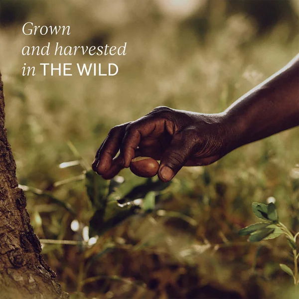 Cult L'Occitane Shea Shower Cream 250ml