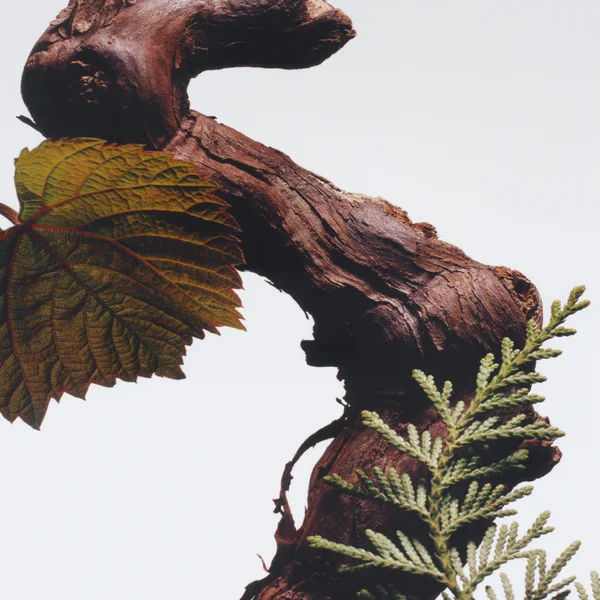 Cult Jo Malone London Cypress And Grapevine Cologne Intense 100ml