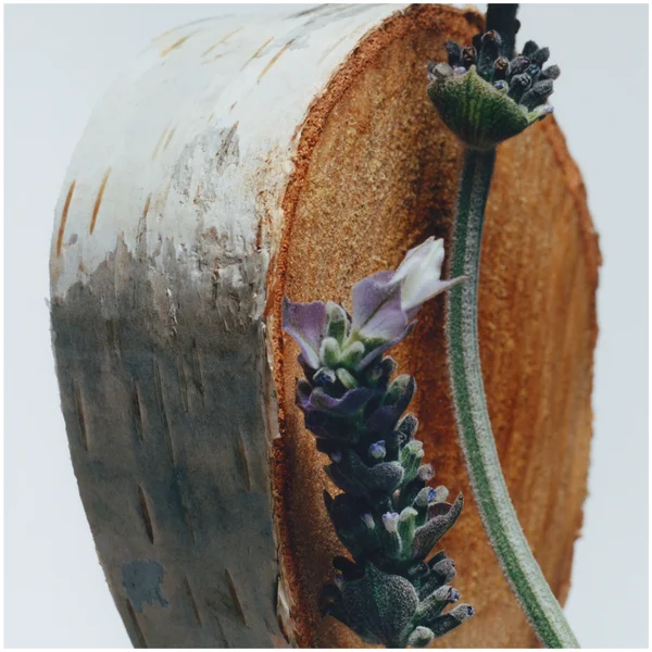 Cult Jo Malone London English Oak & Hazelnut Cologne 9ml