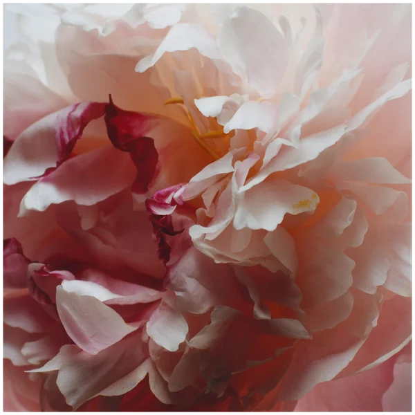 Cult Jo Malone London Peony & Blush Suede Room Spray 100ml