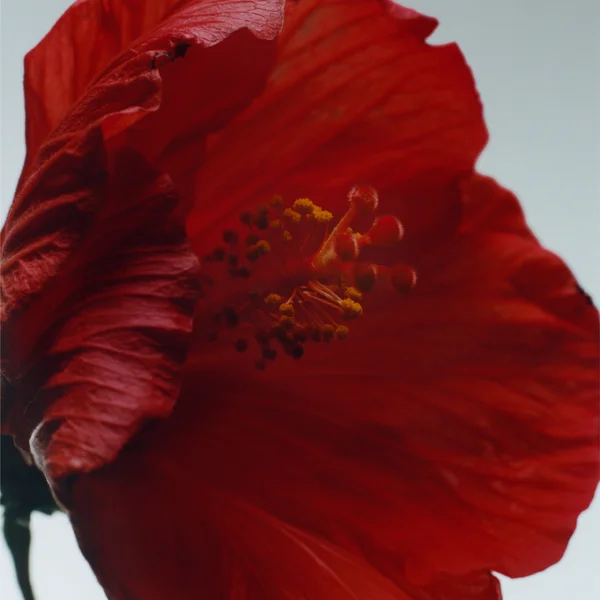 Cult Jo Malone London Red Hibiscus Cologne Intense 9ml