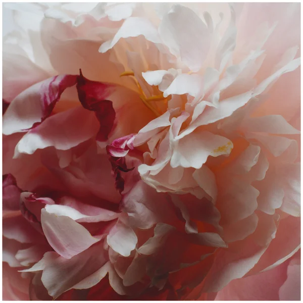 Cult Jo Malone Peony & Blush Suede Eau De Cologne Spray 100ml