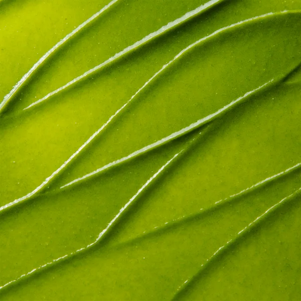 Cult Kate Somerville ExfoliKate Intensive Exfoliating Treatment 15ml