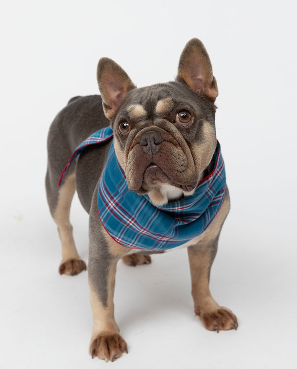 cyberjammies Montana Brushed Check Dog Neckerchief