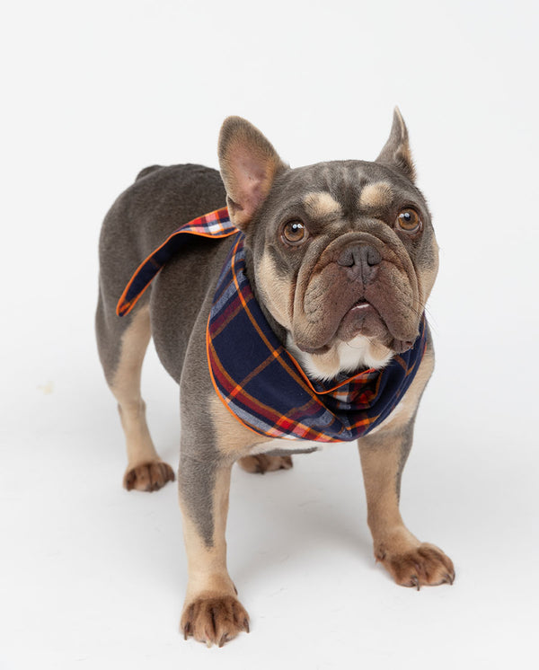 cyberjammies Taylor Lightly Brushed Check Dog Neckerchief
