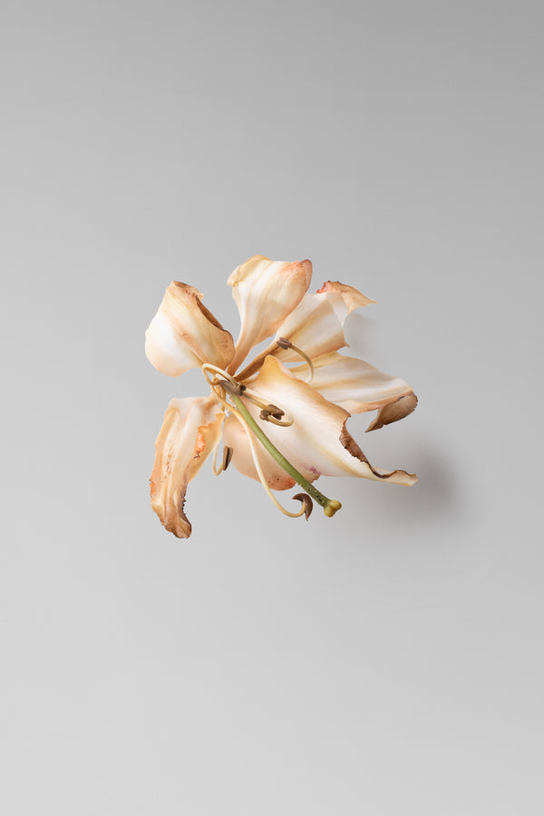 danielle frankel Lily Brooch CUSTOM
