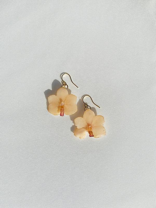 dauphinette Baby Silk Orchid (Single)