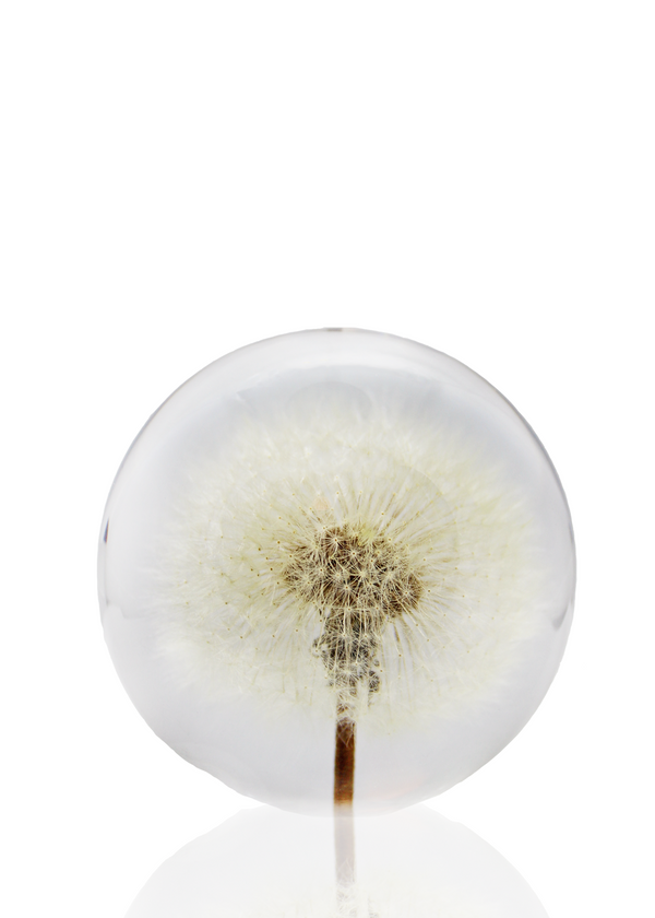 Dauphinette Dandelion Crystal