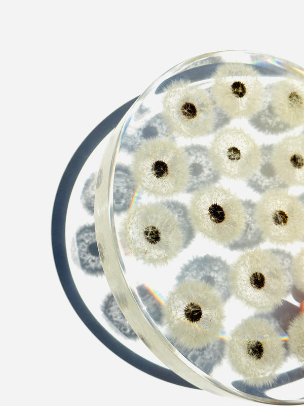 Dauphinette Dandelion Tray