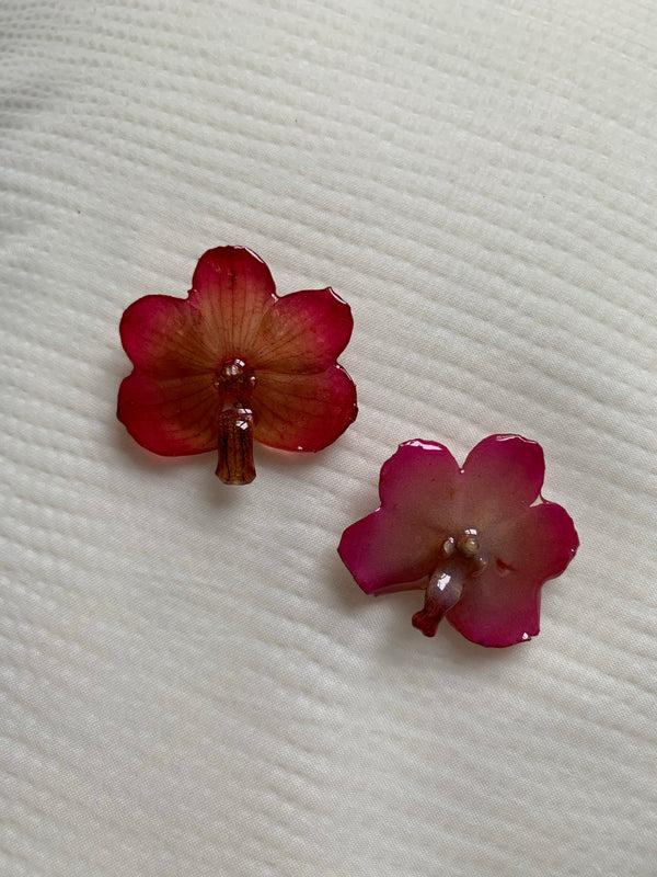 Dauphinette Glow Pink Mini Orchid