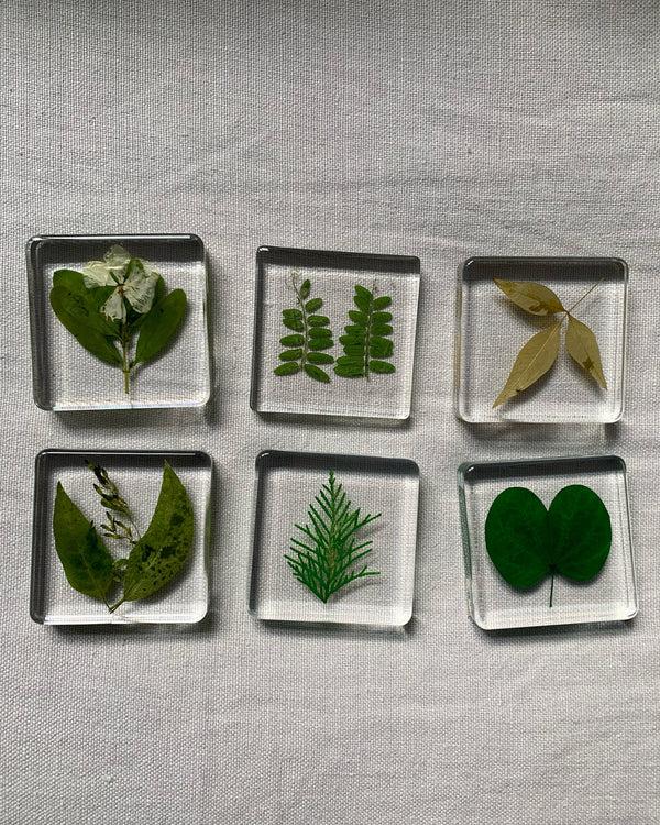 Dauphinette Herbivore Coasters