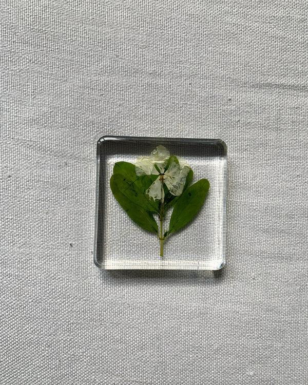 Dauphinette Herbivore Coasters