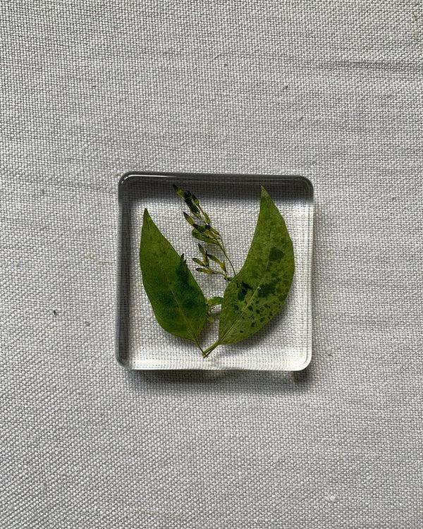 Dauphinette Herbivore Coasters