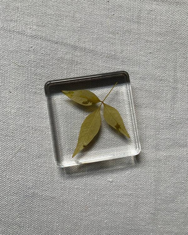 dauphinette Herbivore Coasters