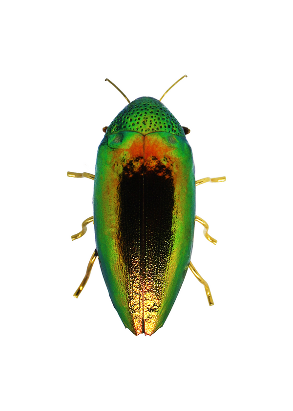 Dauphinette Imperfect But Still Happy Beetle Pin