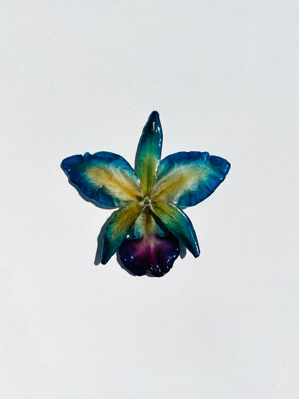 Dauphinette Jumbo Lunar Orchid