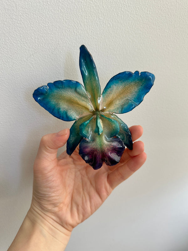 Dauphinette Jumbo Lunar Orchid