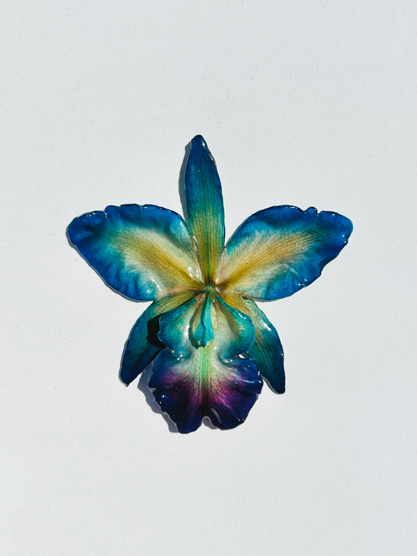 dauphinette Jumbo Lunar Orchid