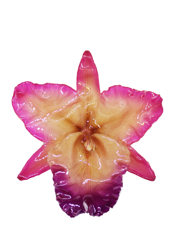 Dauphinette Jumbo Rose Orchid