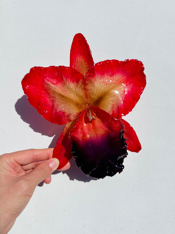 Dauphinette Jumbo Rose Orchid