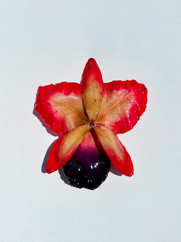 Dauphinette Jumbo Rose Orchid