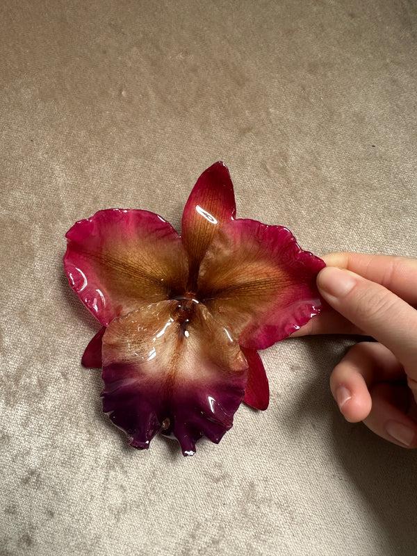 Dauphinette Jumbo Rose Orchid - Repaired