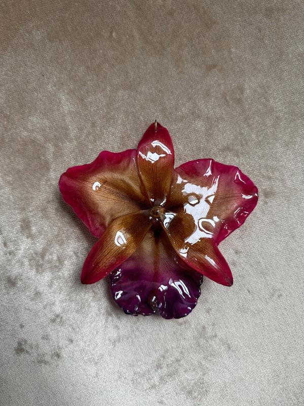 Dauphinette Jumbo Rose Orchid - Repaired