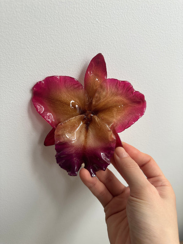 dauphinette Jumbo Rose Orchid - Repaired