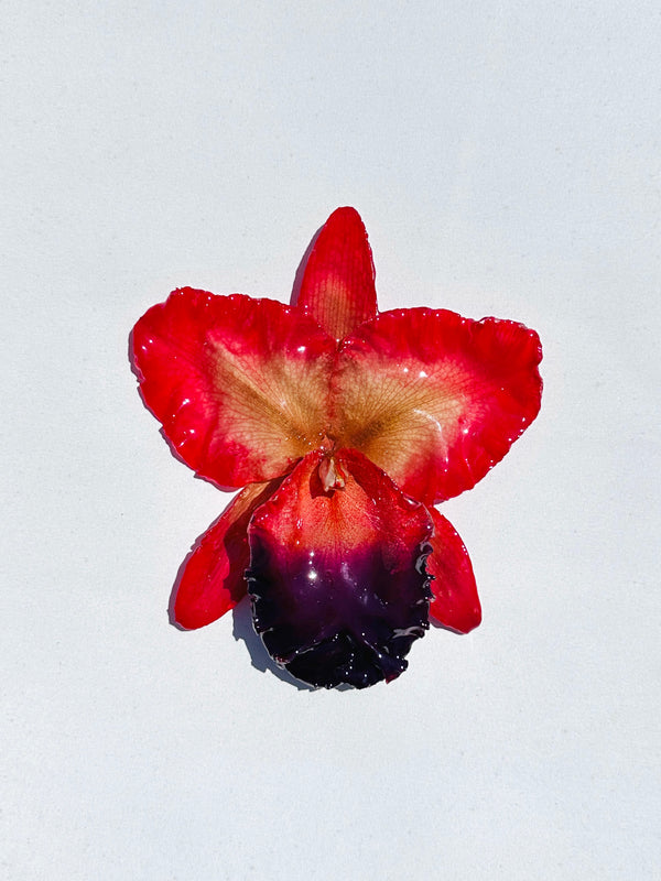 dauphinette Jumbo Rose Orchid