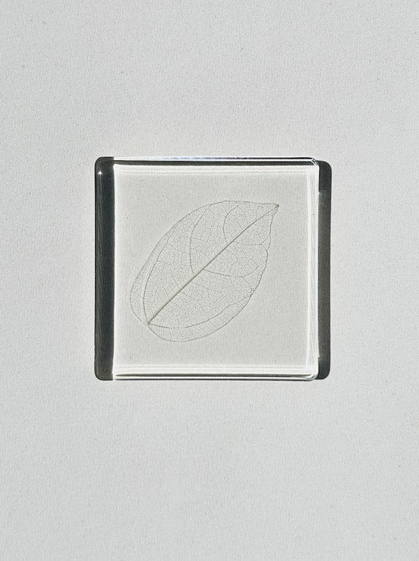 dauphinette Magnolia Leaf Coasters