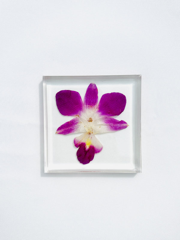 dauphinette Orchid Coaster