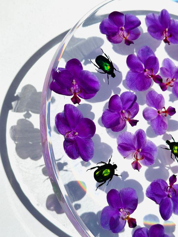 Dauphinette Orchids & Beetles Round Tray