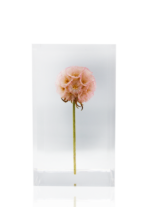 Dauphinette Pristimera Crystal