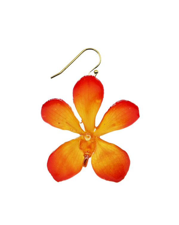 dauphinette Sunset Mokana Orchid