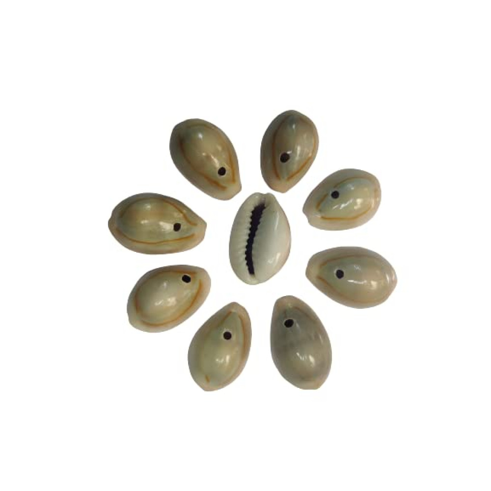 designerbox Original Decorative Cowrie shell Kodi Cauri Caudi Cowrie For jewelry accessories Decoration fashion Industry Creative Project Crafts DIy (pack of 50 pcs)