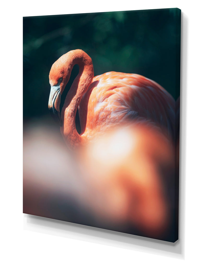 Designq American Flamingo In Between Vegetation Sunlight. - Tropical Canvas Wall Art