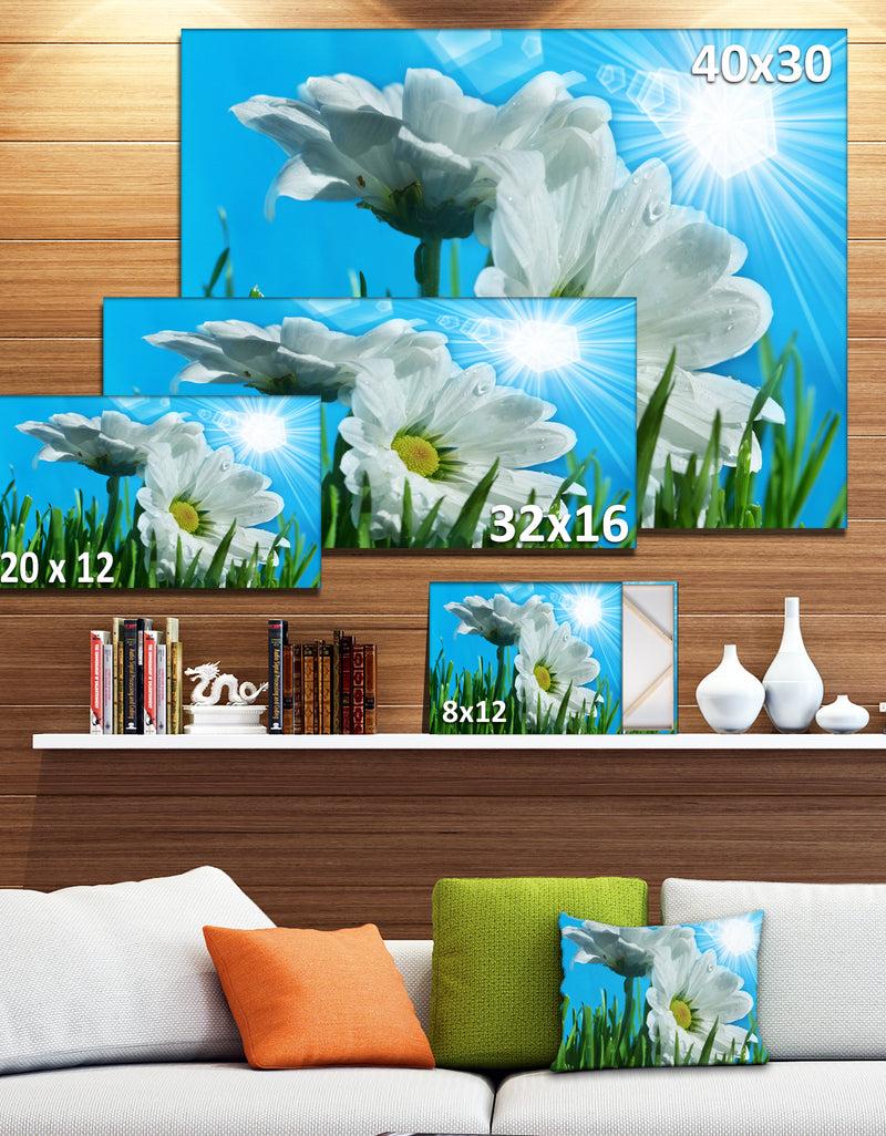 Designq Beautiful Chamomiles In Bright Sunlight - Modern Flower Canvas Art Print