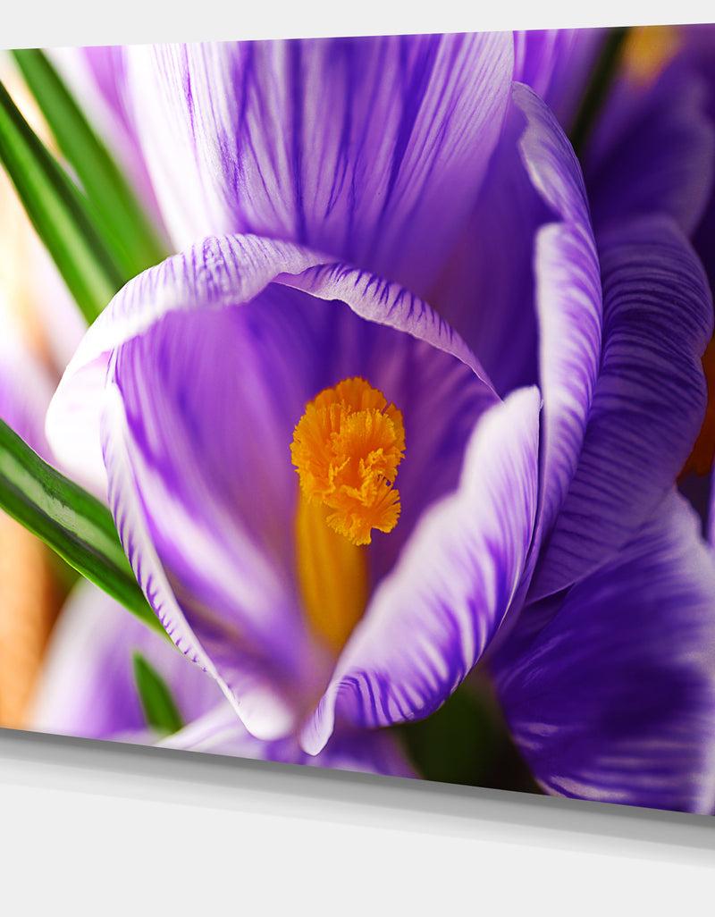 Designq Blooming Crocus Flower - Large Floral Wall Art Canvas