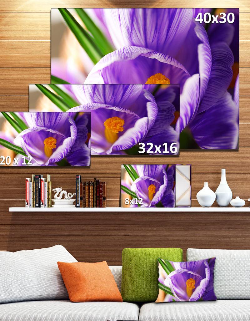 Designq Blooming Crocus Flower - Large Floral Wall Art Canvas